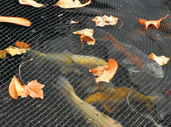 Pondnet