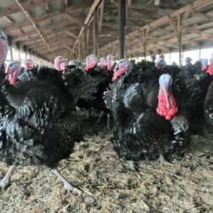 Turkey feed by Funsab Enterprises