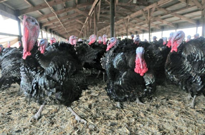 Turkey feed by Funsab Enterprises