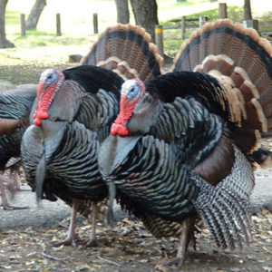 Turkey feed by Funsab Enterprises