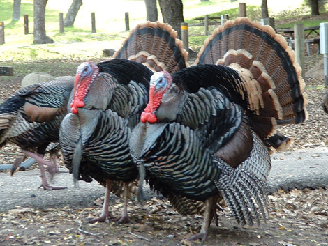 Turkey feed by Funsab Enterprises