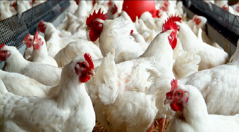 Broiler Finisher (per 25kg)