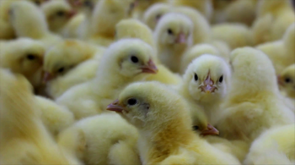 Broiler Starter (per 25kg)