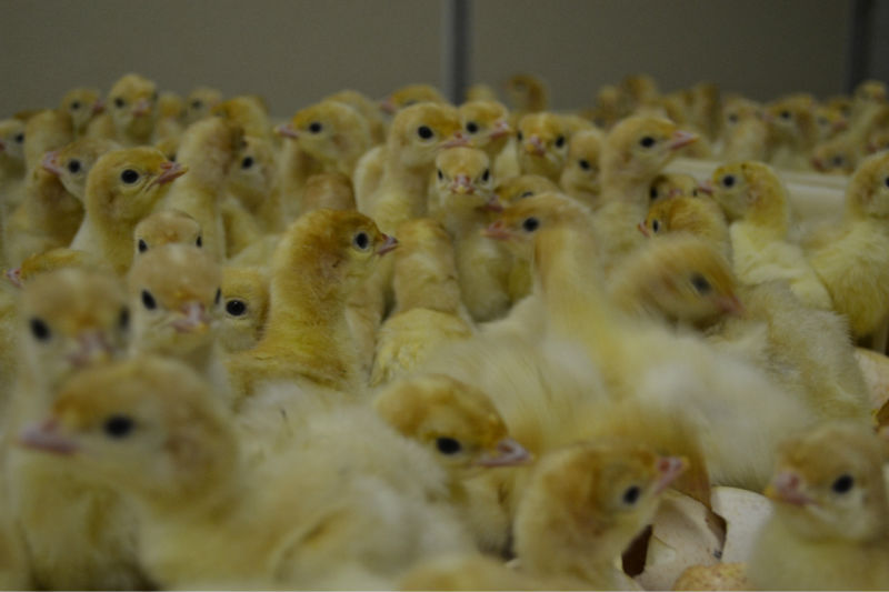 Turkey Starter (per 25kg)